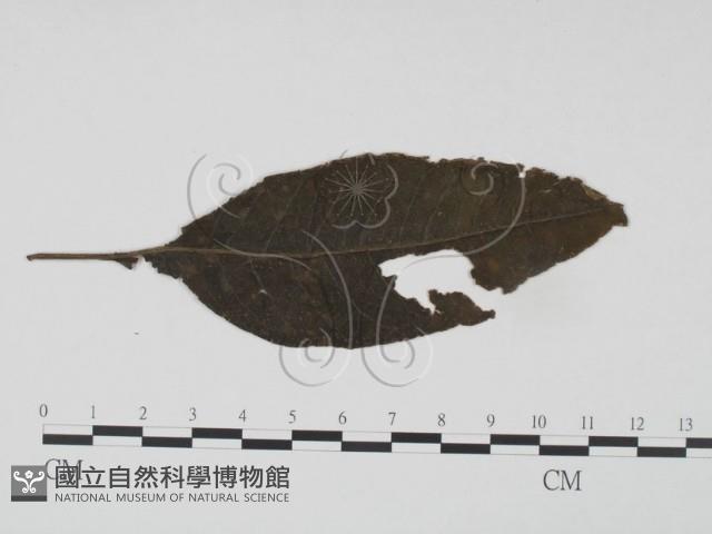 登錄號:F0019195藏品圖，第3張