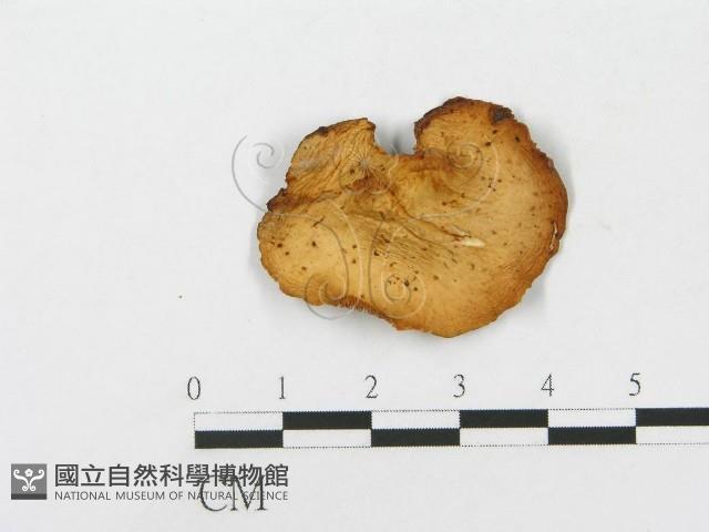 登錄號:F0013195藏品圖，第3張