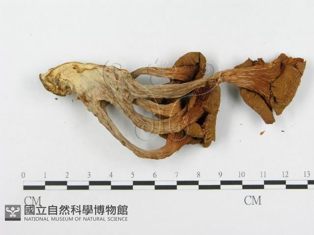 登錄號:F0008095藏品圖，第3張