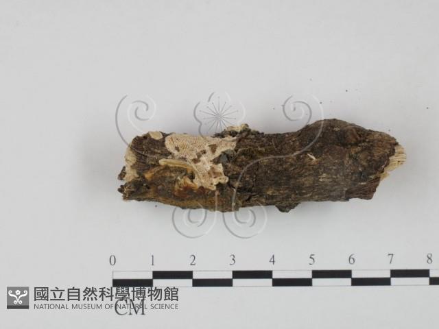 登錄號:F0020095藏品圖，第3張