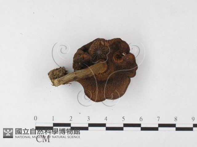 登錄號:F0026095藏品圖，第3張
