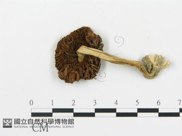 登錄號:F0016095藏品圖，第3張