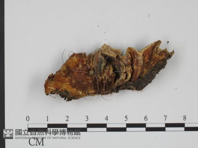 登錄號:F0001095藏品圖，第3張