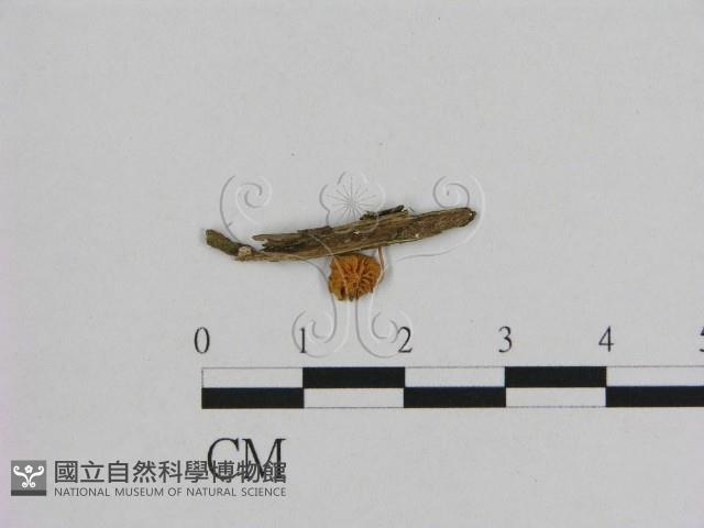 小皮傘屬藏品圖，第3張