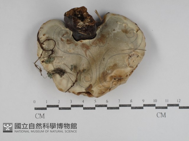 重傘靈芝藏品圖，第3張