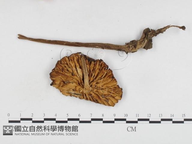 登錄號:F0024095藏品圖，第3張