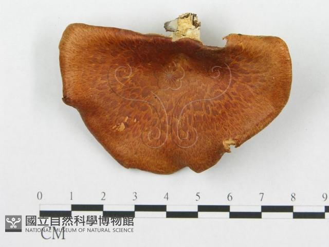 登錄號:F0014095藏品圖，第3張