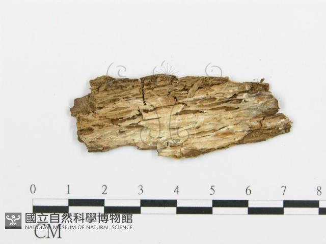 阿太菌屬藏品圖，第3張
