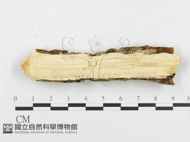 登錄號:F0007095藏品圖，第3張