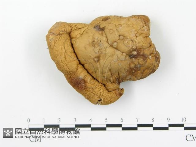 登錄號:F0017095藏品圖，第3張