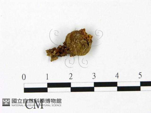 登錄號:F0023095藏品圖，第3張