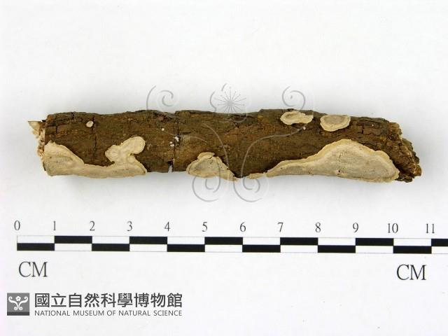 登錄號:F0020395藏品圖，第3張