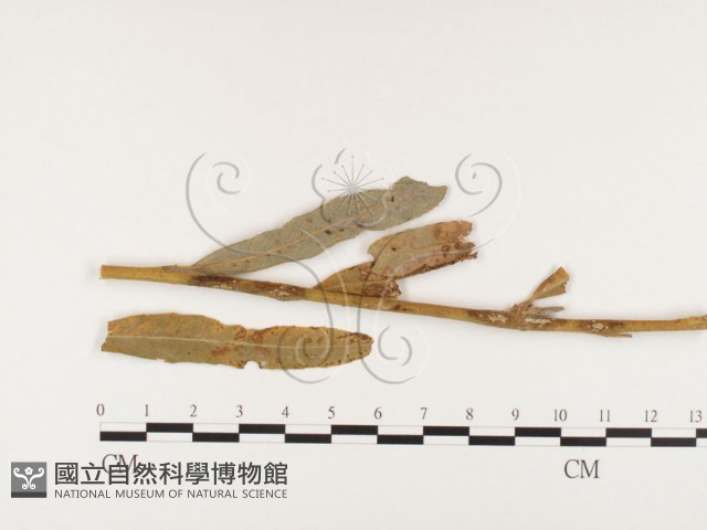 登錄號:F0026395藏品圖，第1張