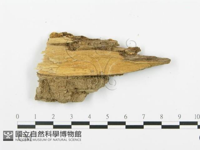 登錄號:F0006395藏品圖，第3張