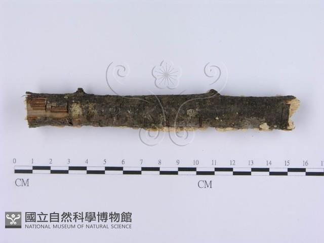 登錄號:F0001395藏品圖，第3張
