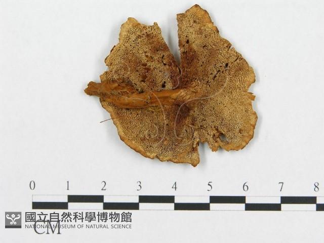 登錄號:F0011395藏品圖，第1張