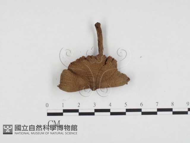 登錄號:F0024395藏品圖，第3張