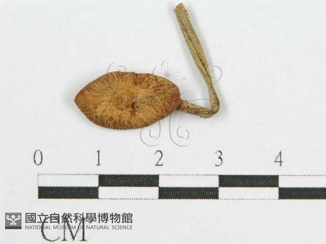 登錄號:F0004395藏品圖，第3張