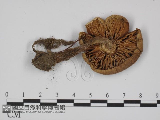 登錄號:F0014395藏品圖，第3張