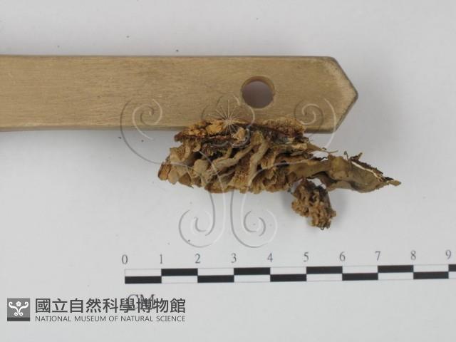 登錄號:F0012395藏品圖，第3張