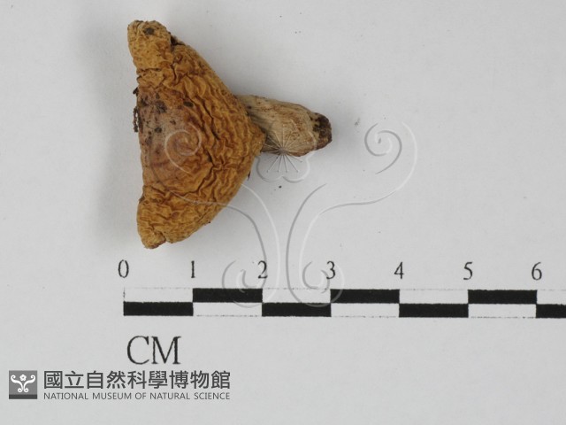 登錄號:F0027395藏品圖，第3張