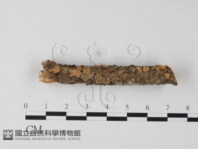 登錄號:F0025395藏品圖，第3張