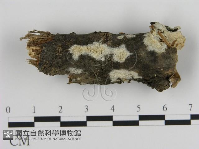 登錄號:F0015395藏品圖，第3張