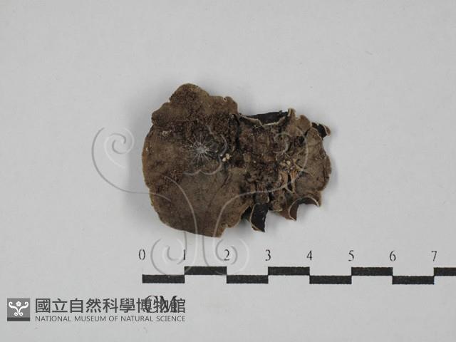 毛木耳藏品圖，第3張