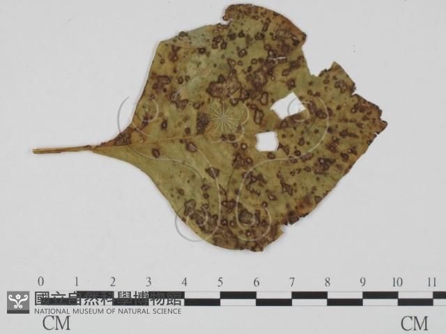 登錄號:F0019395藏品圖，第3張