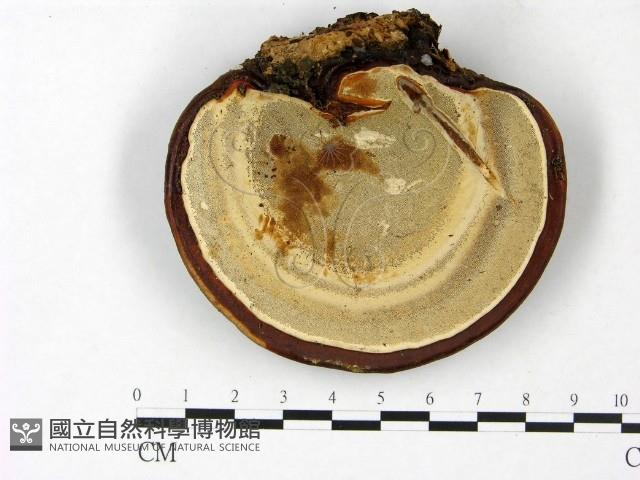 登錄號:F0023395藏品圖，第3張