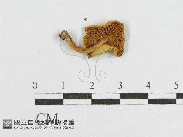 登錄號:F0013395藏品圖，第3張