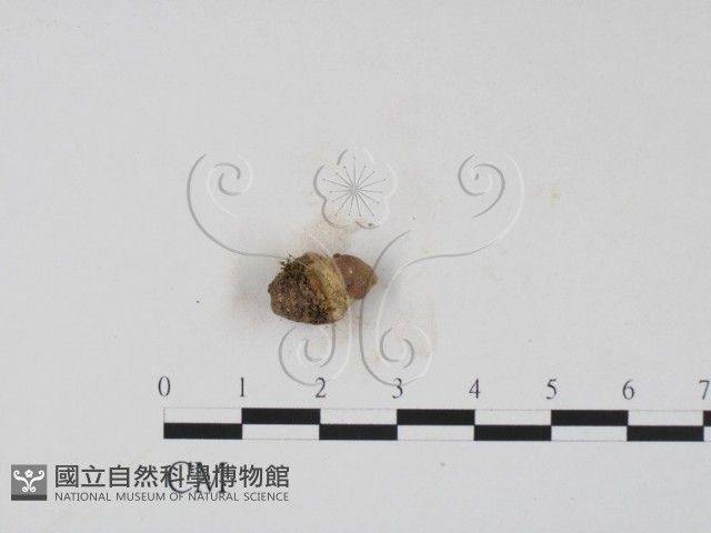 登錄號:F0008285藏品圖，第3張