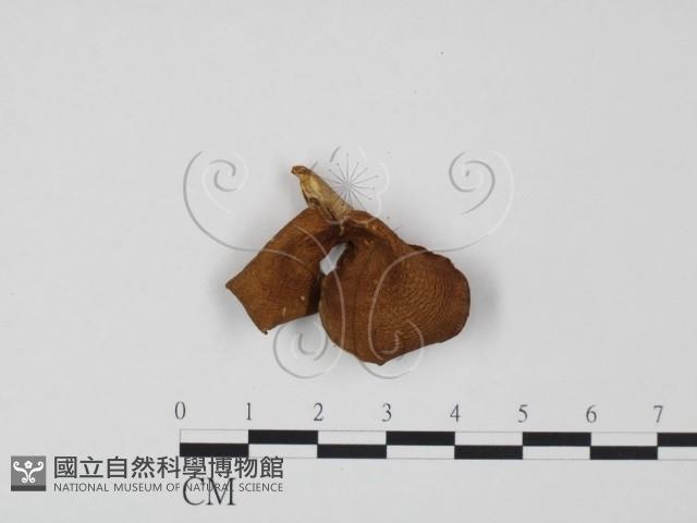 登錄號:F0020285藏品圖，第3張