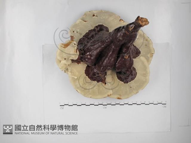 重傘靈芝藏品圖，第3張