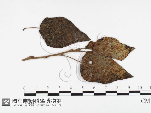 登錄號:F0026285藏品圖，第1張