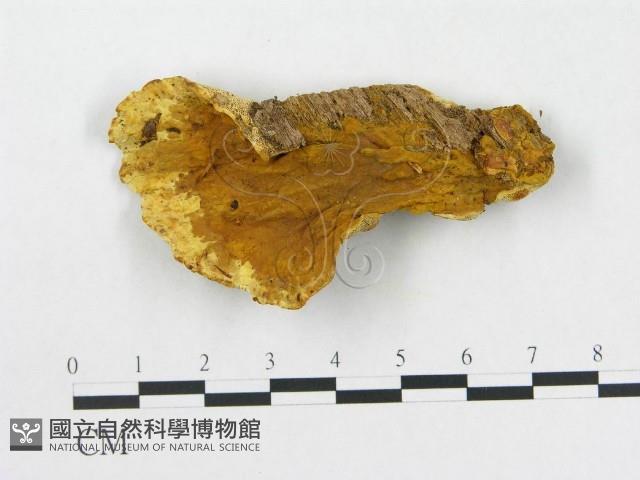 登錄號:F0006285藏品圖，第1張