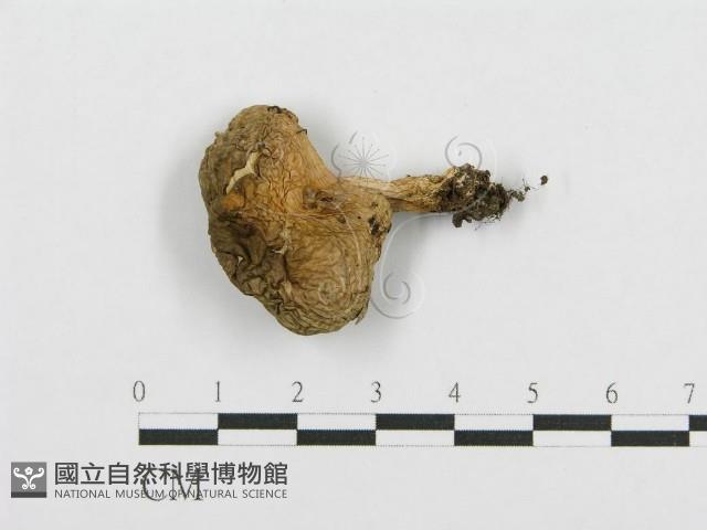 紅菇屬藏品圖，第3張