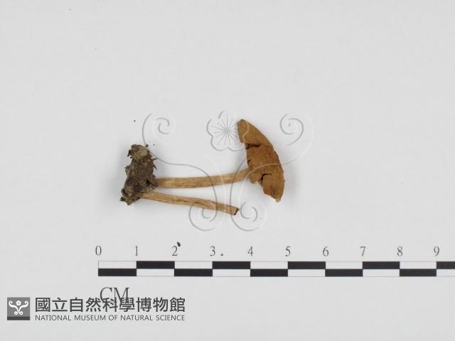 登錄號:F0024285藏品圖，第3張