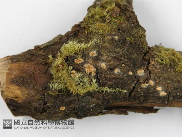 登錄號:F0014285藏品圖，第3張