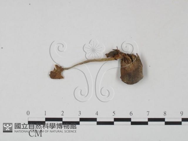 登錄號:F0022285藏品圖，第3張