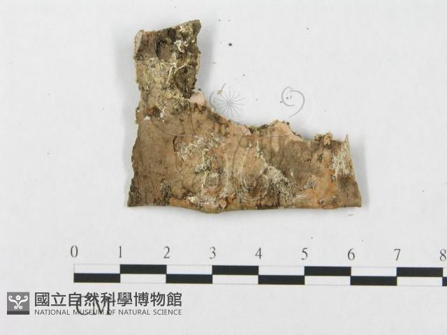 登錄號:F0007285藏品圖，第3張