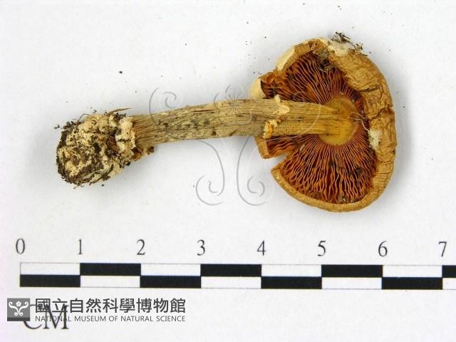 鵝膏屬藏品圖，第3張