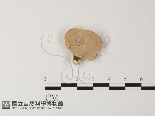 相鄰小孔菌藏品圖，第3張