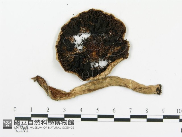傘菌屬藏品圖，第3張