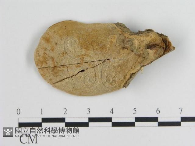登錄號:F0013285藏品圖，第3張