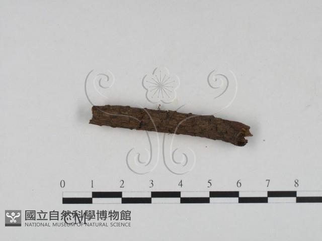 登錄號:F0020885藏品圖，第3張