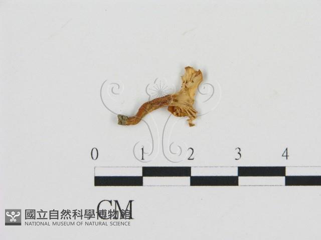 登錄號:F0010885藏品圖，第3張