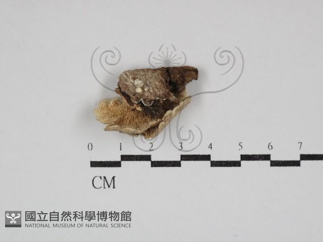 登錄號:F0030885藏品圖，第3張