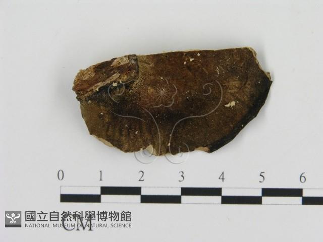 登錄號:F0006885藏品圖，第3張