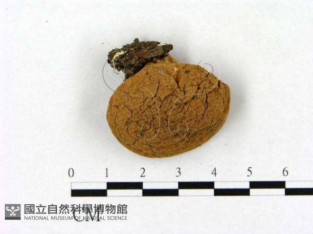登錄號:F0021885藏品圖，第3張